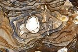 Polished Biggs Jasper Slab - Oregon #302912-1